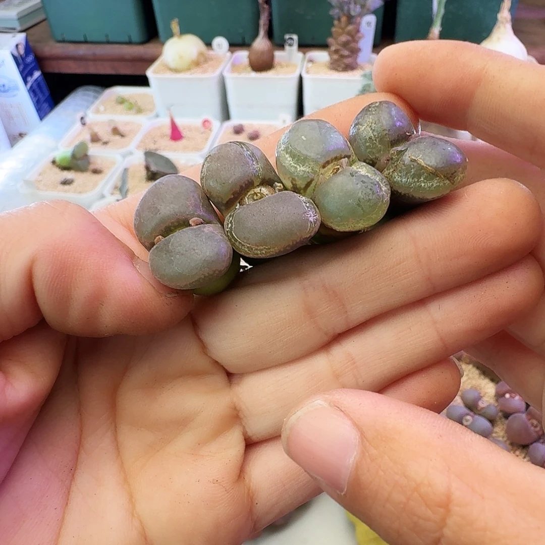 紫罗兰瑕疵清框介意慎拍876