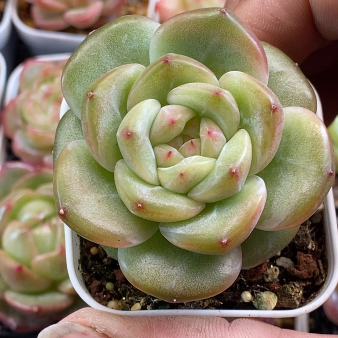 天官赐福百无禁忌