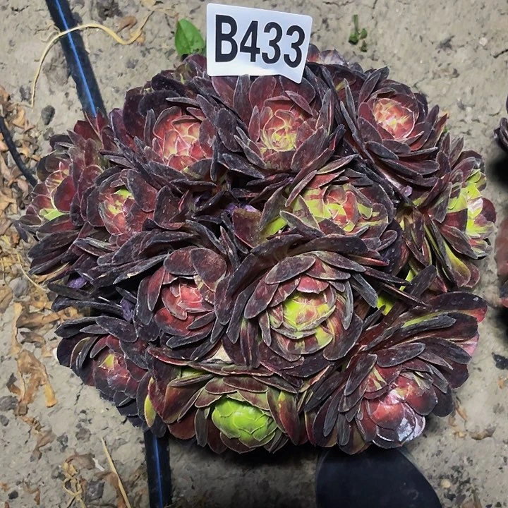 花月夜16//20包邮法师