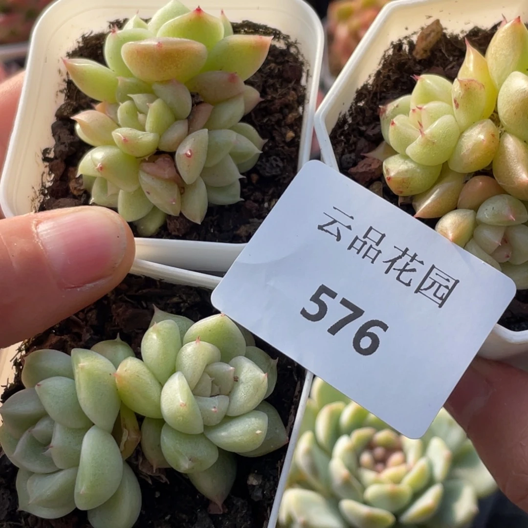 喵***喵576号糖心冰心珍妮3