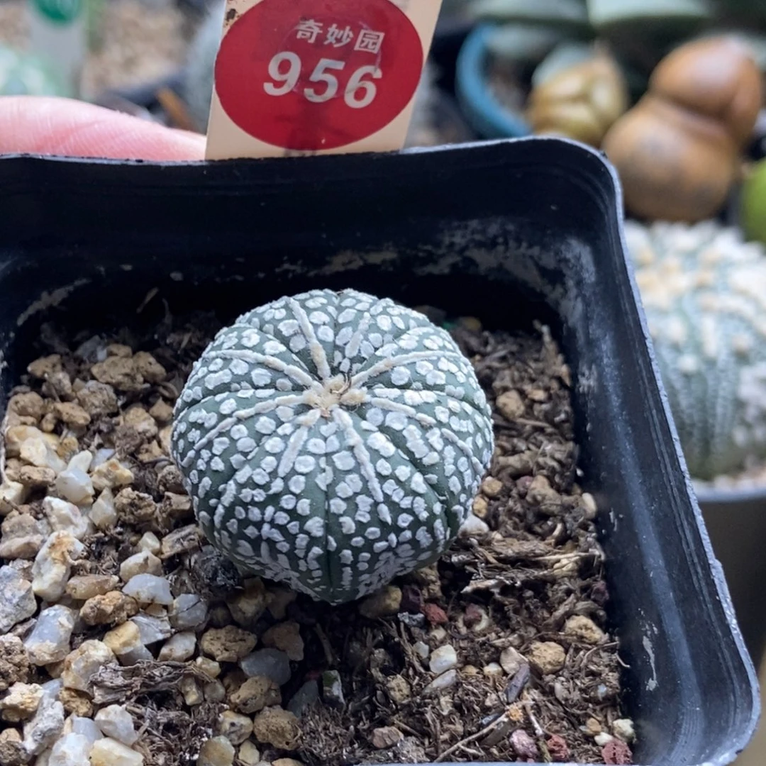 实生连心奇迹兜2.9cm