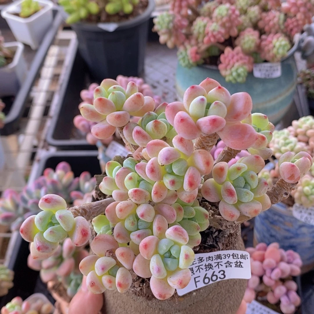 樱花罗琦老桩11cm663多肉植物
