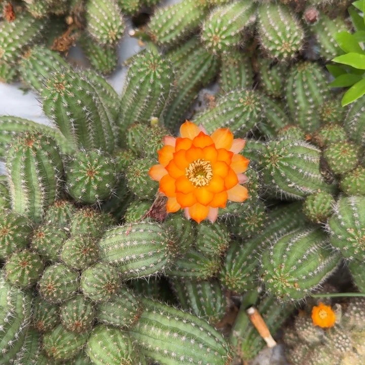 矮胖白檀720侧芽一个