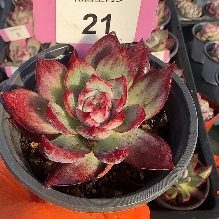 21 惊鸿仙子多肉植物6-9cm