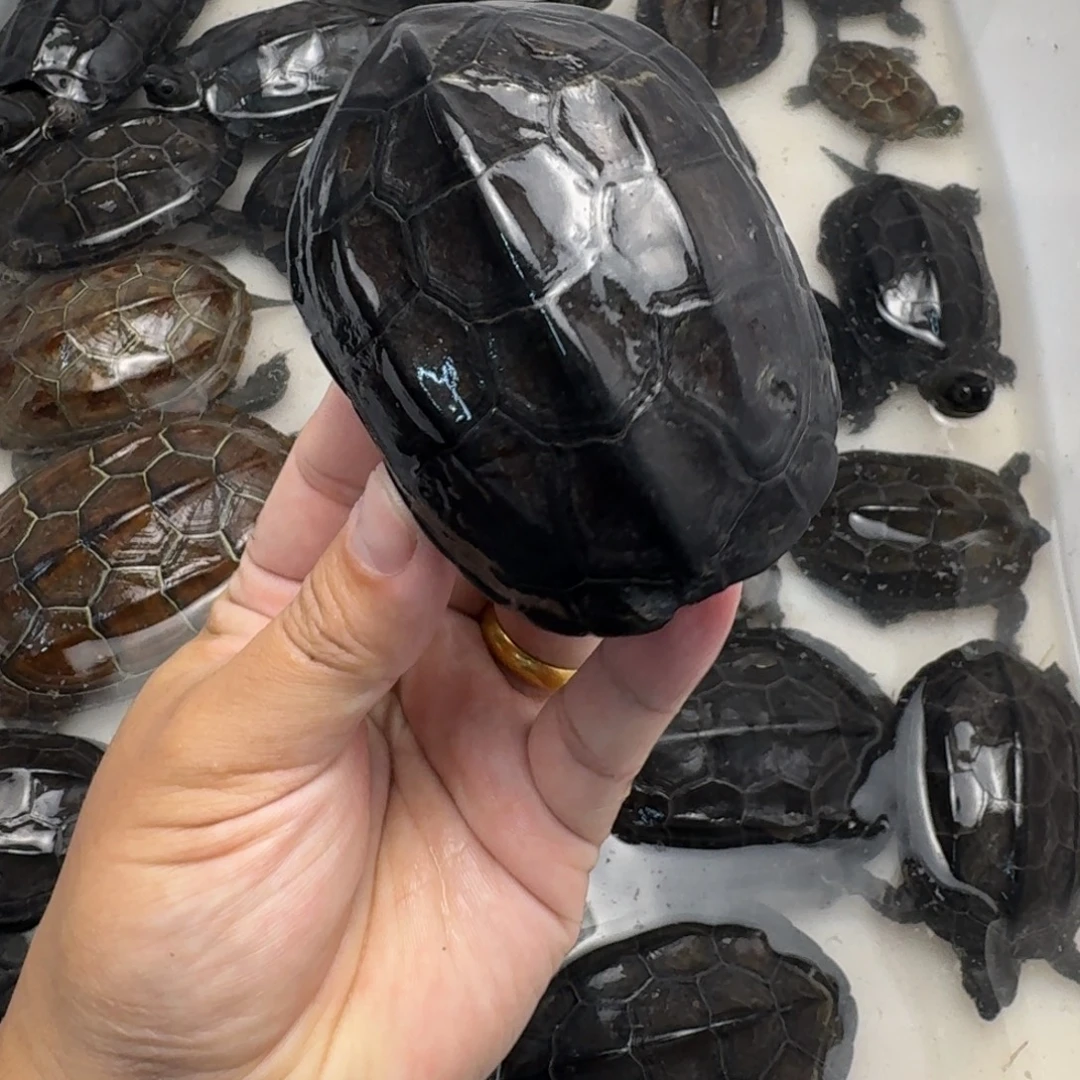 绿毛龟公苏北小墨龟