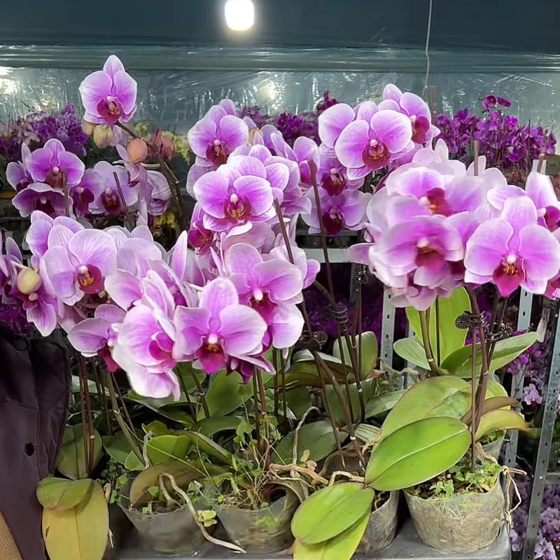 宝贝蝴蝶兰2.8寸杯带花带花苞发货