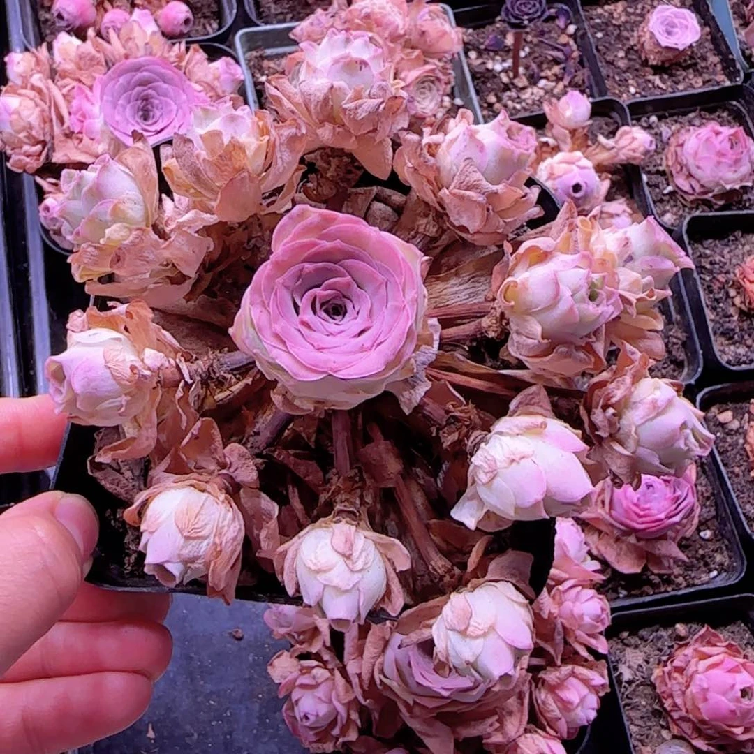 半城玫瑰十方杯锦书开播福利3