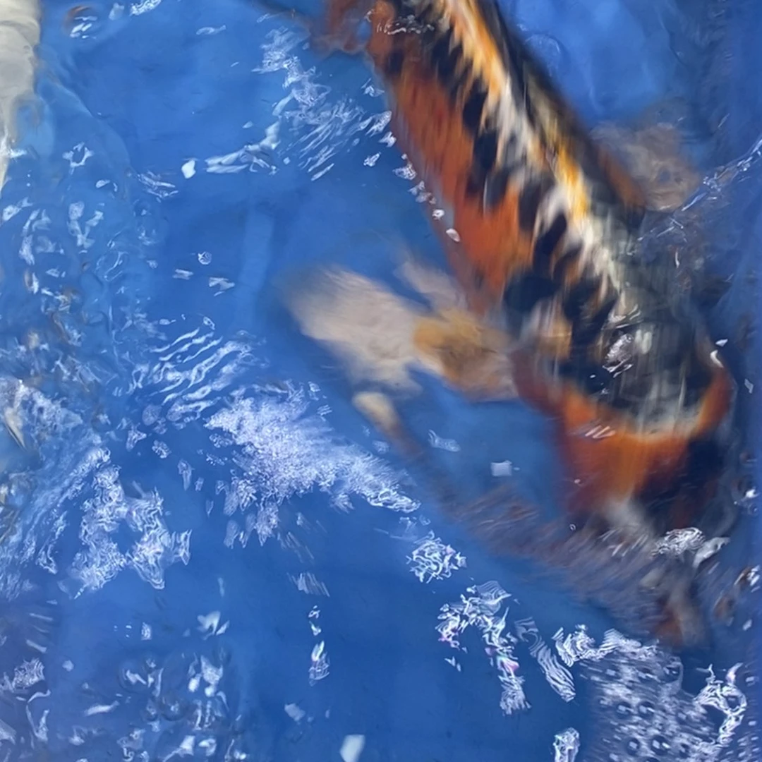 锦鲤冷水锦鲤包邮