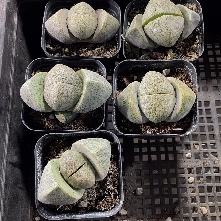 大元宝带盆土发货