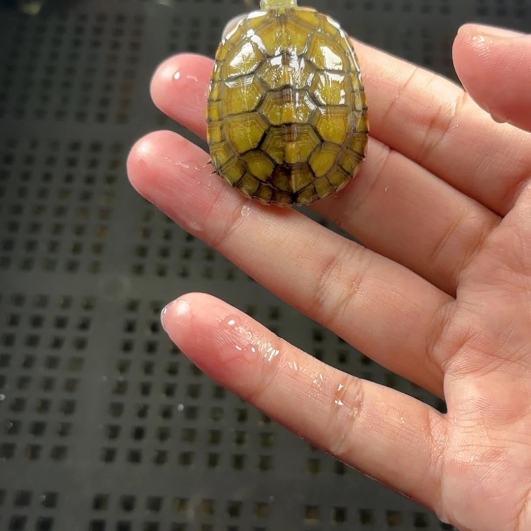 宠物龟不分公母小青4cm