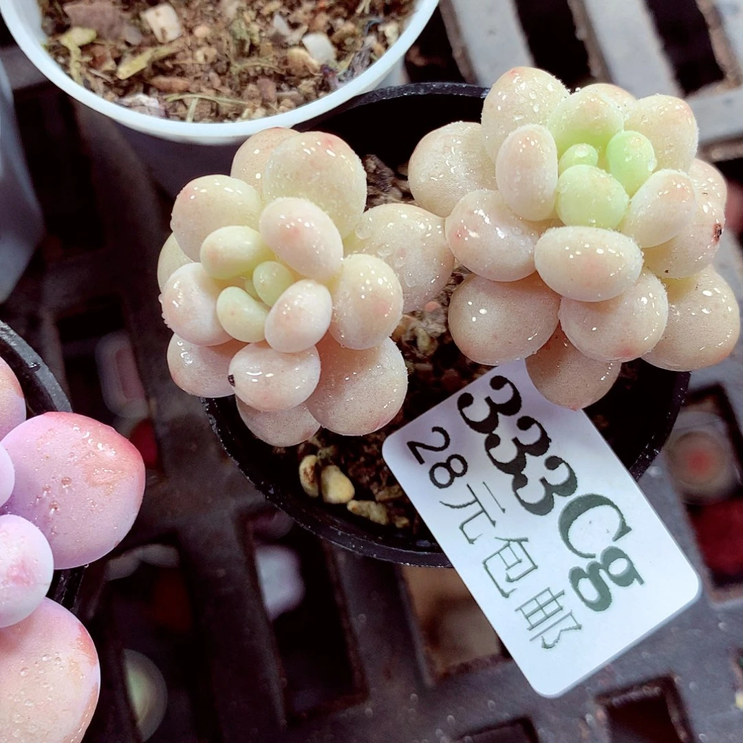 5厘米盆精控多肉333