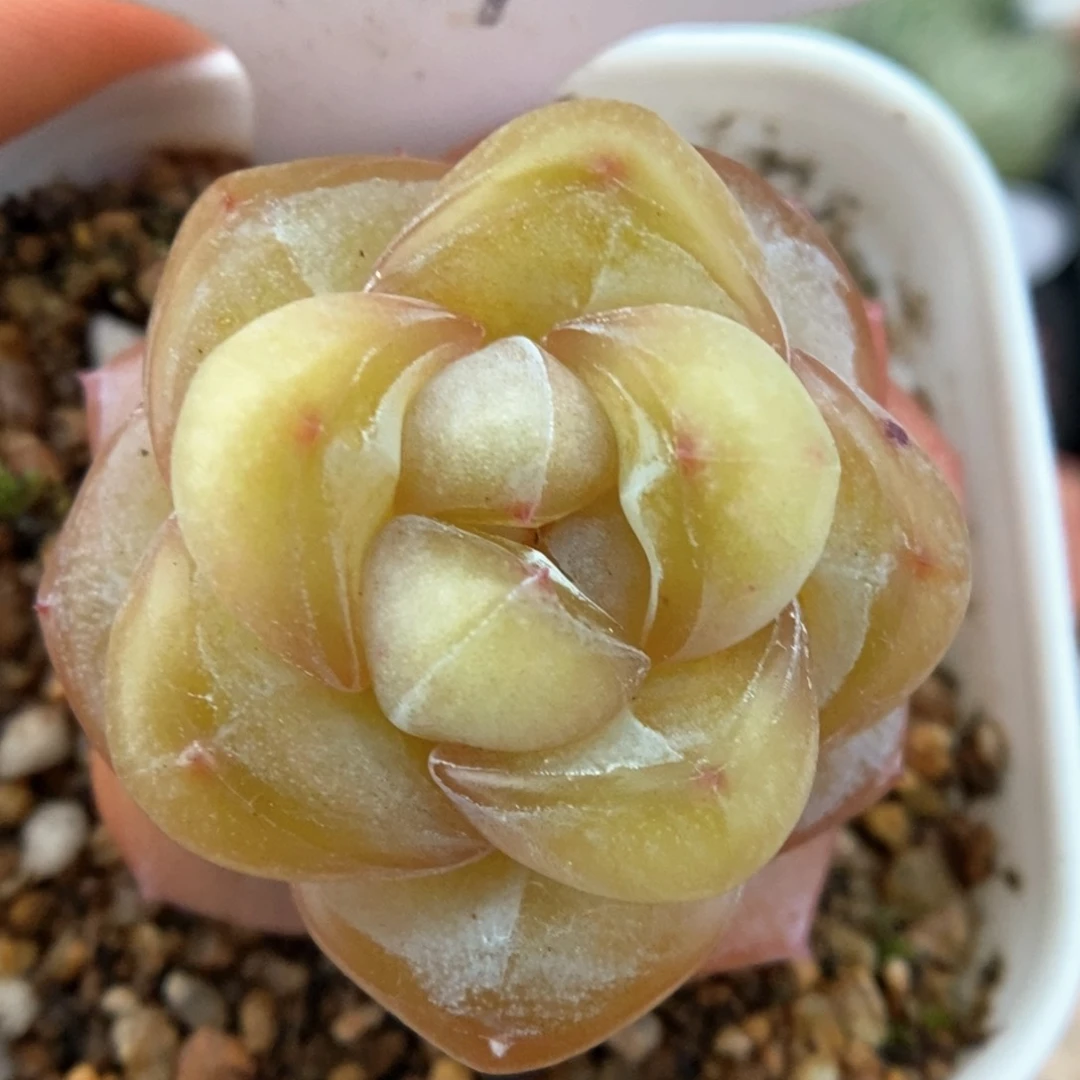 金雀可拍9442号。