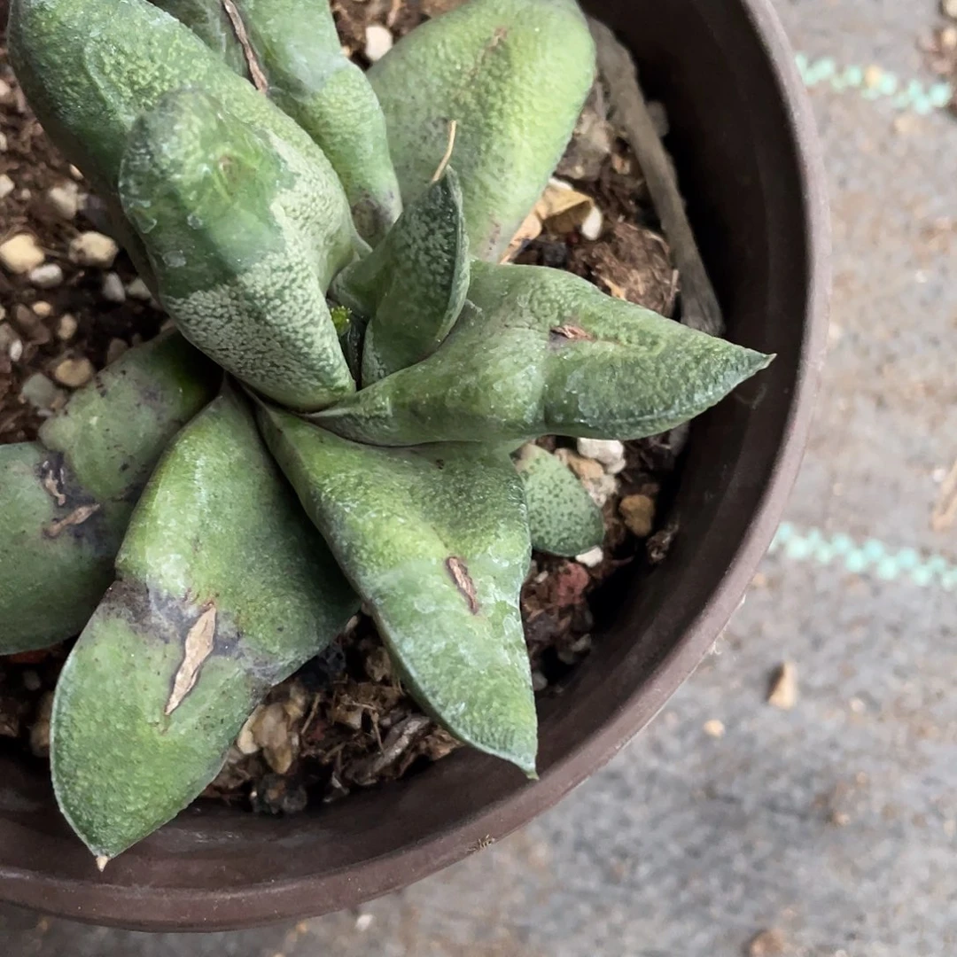 用***86468拍111111111111