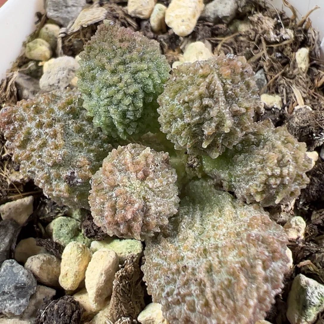 w丸叶翠绿石多肉植物水泡
