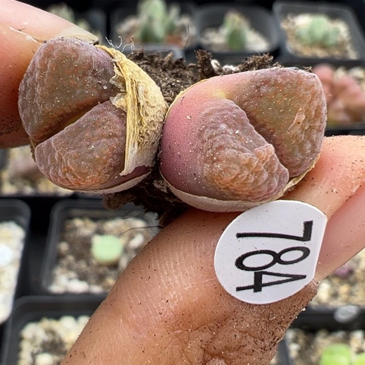 784干111111111111111