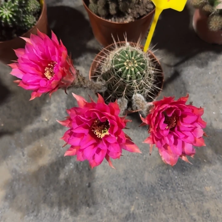 风*79号彩草仙人球！！！！！