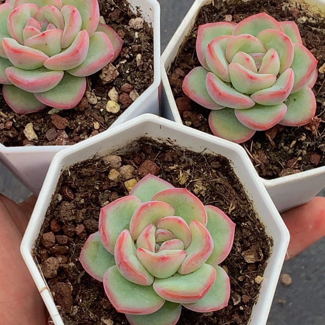 泡芙（不满9.99发叶子）