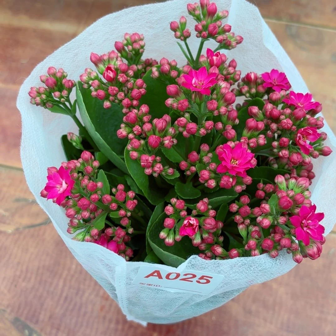 A025 长寿花长花期盆花