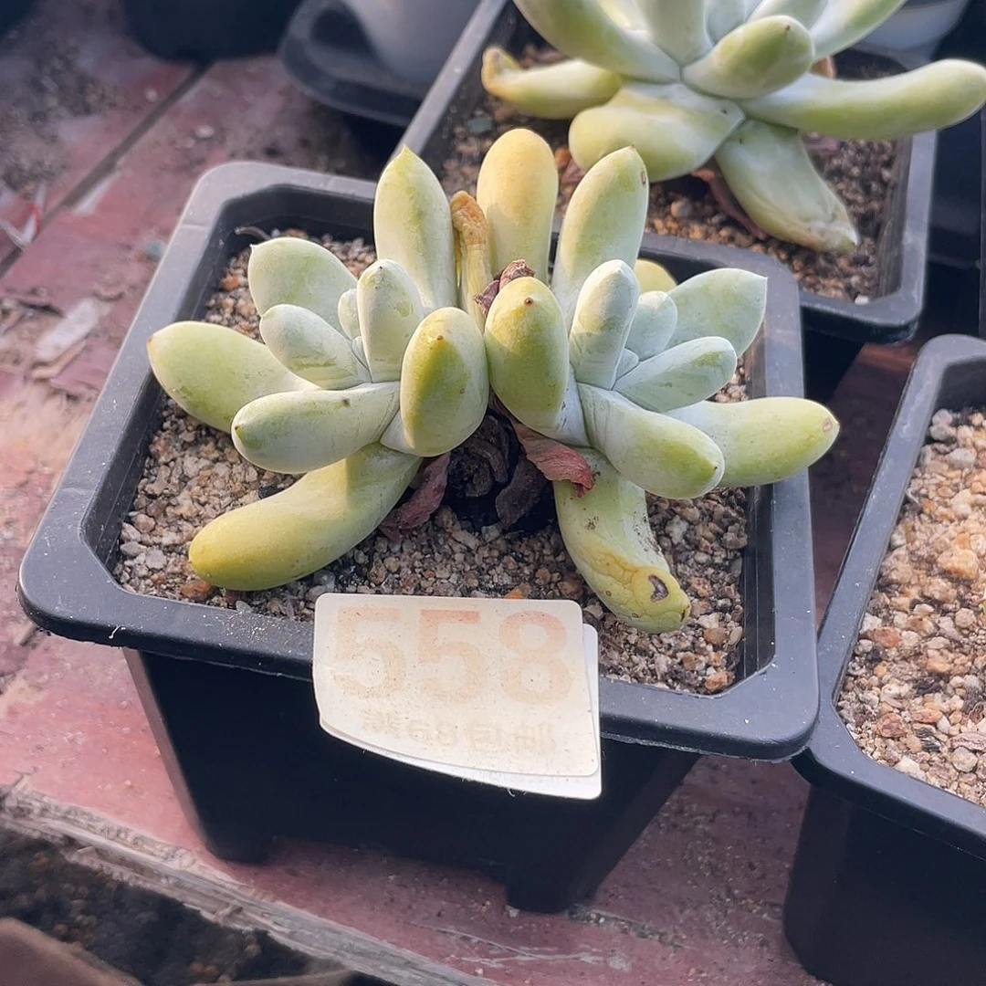 晨溪园艺仙女杯呀