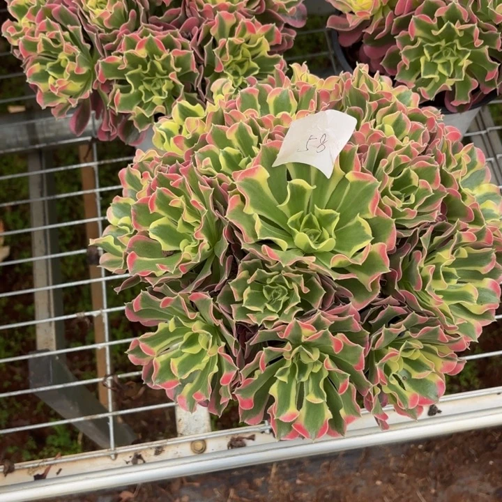 云南雨花好看58号