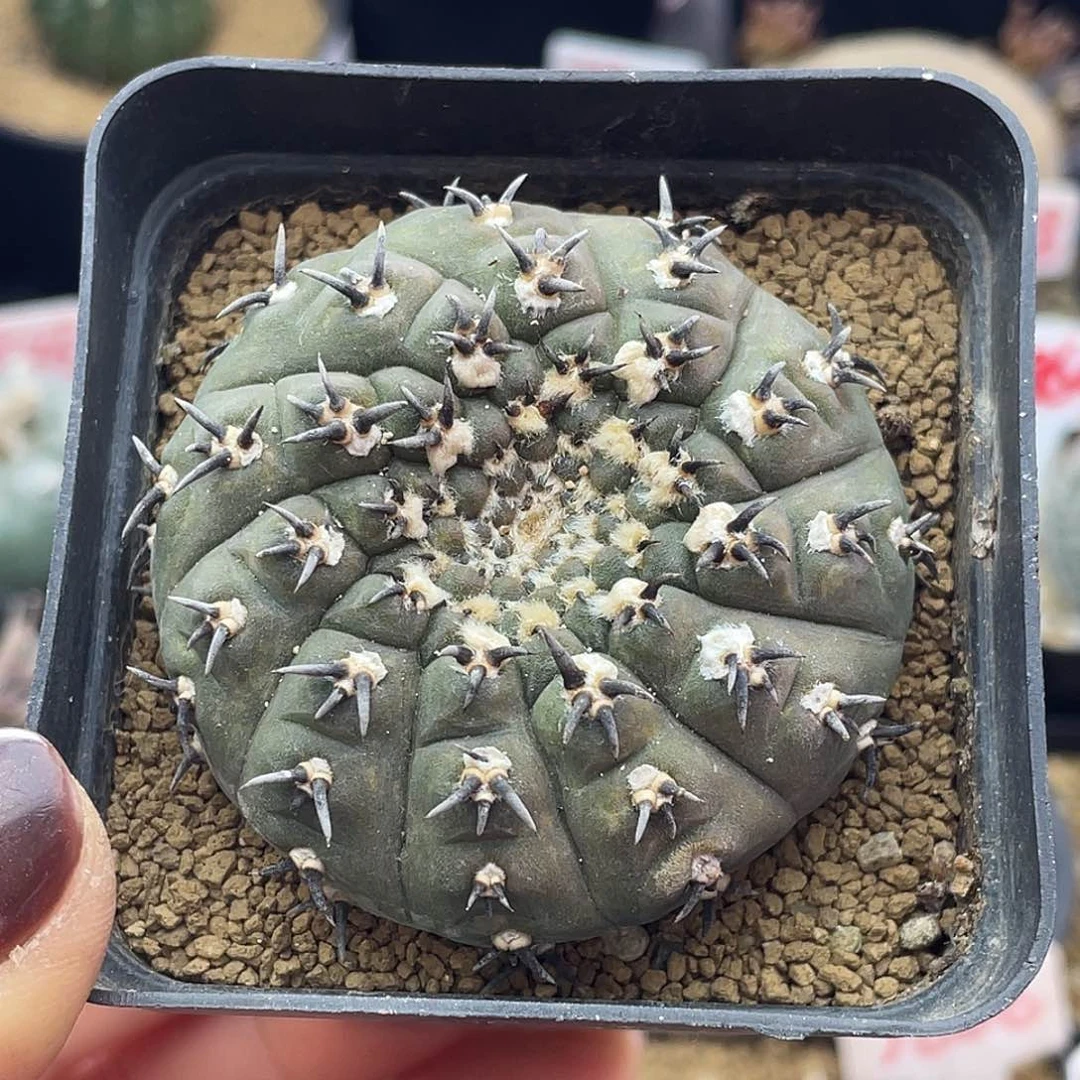 璇棱短豪刺黑刺凤头