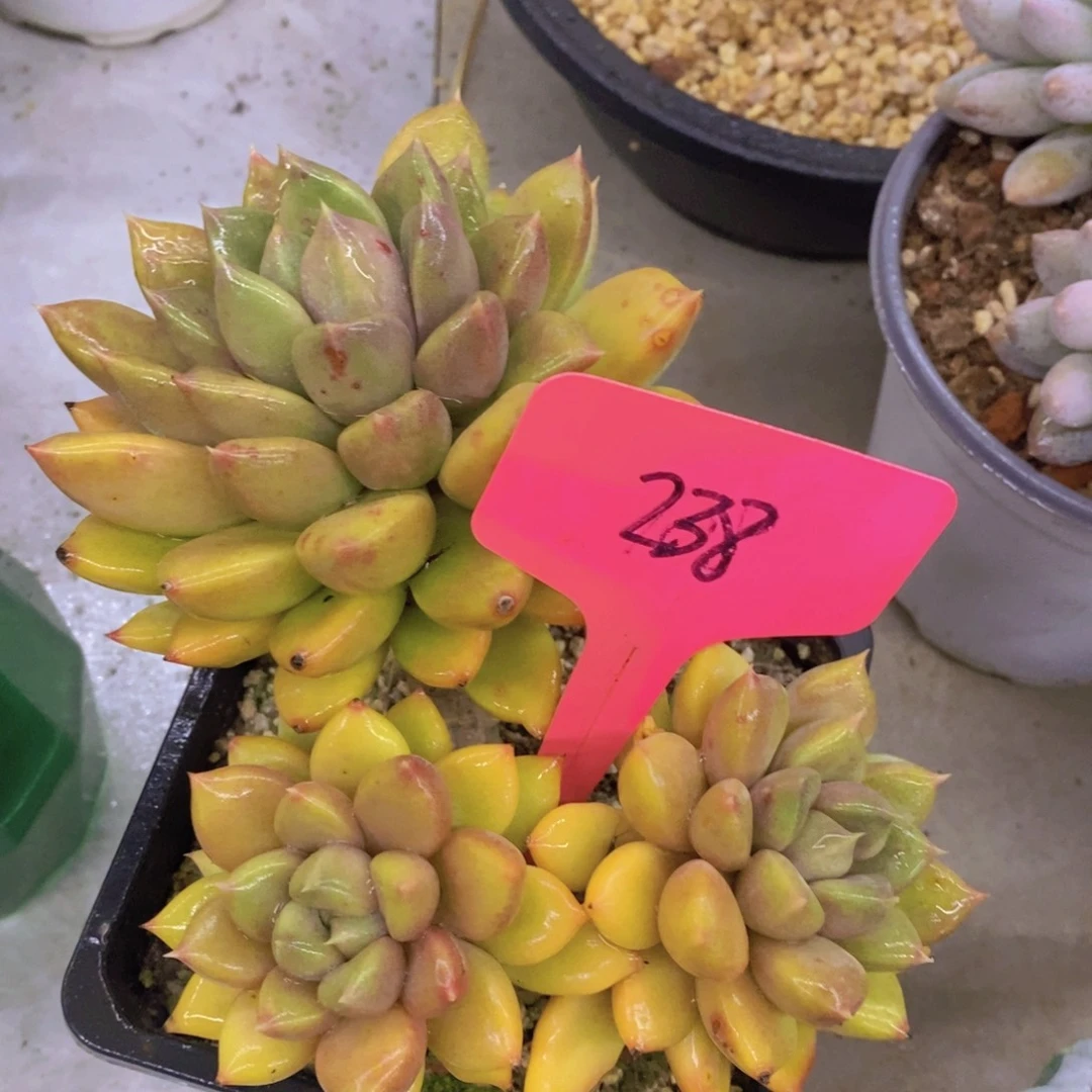 清货场，精品场一物一拍