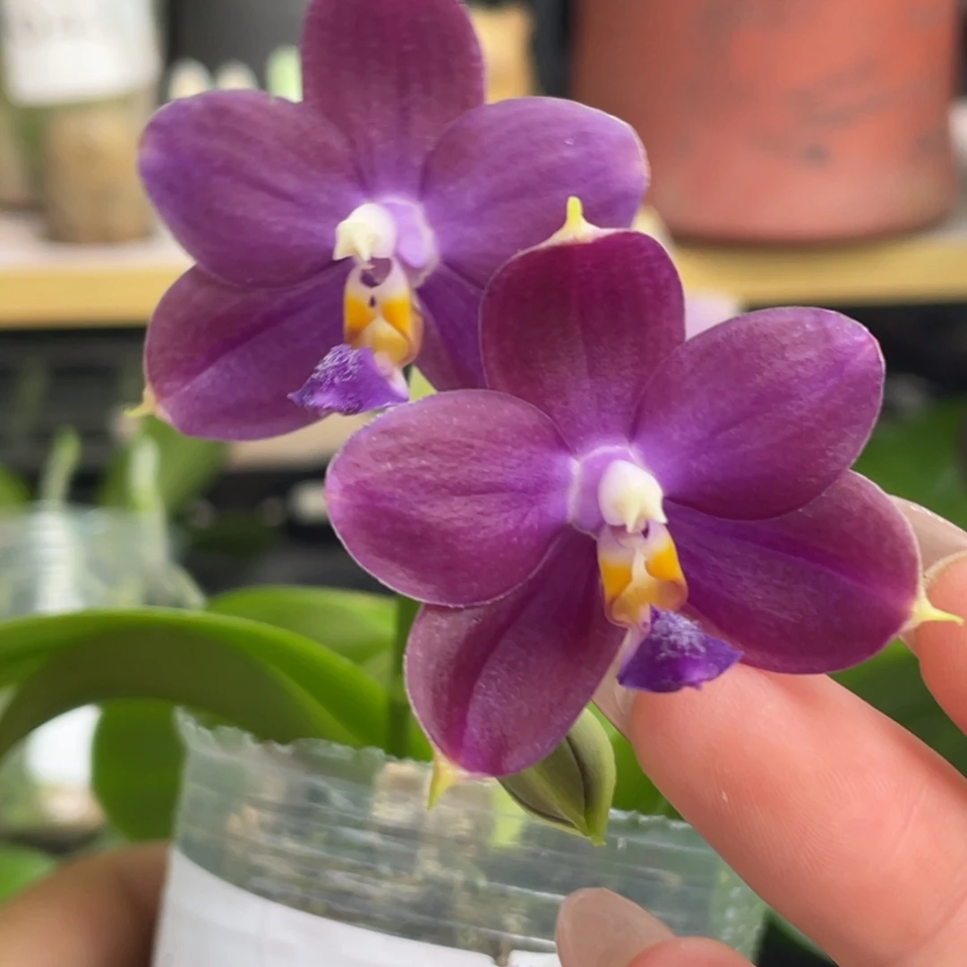 大部分开放少量花苞