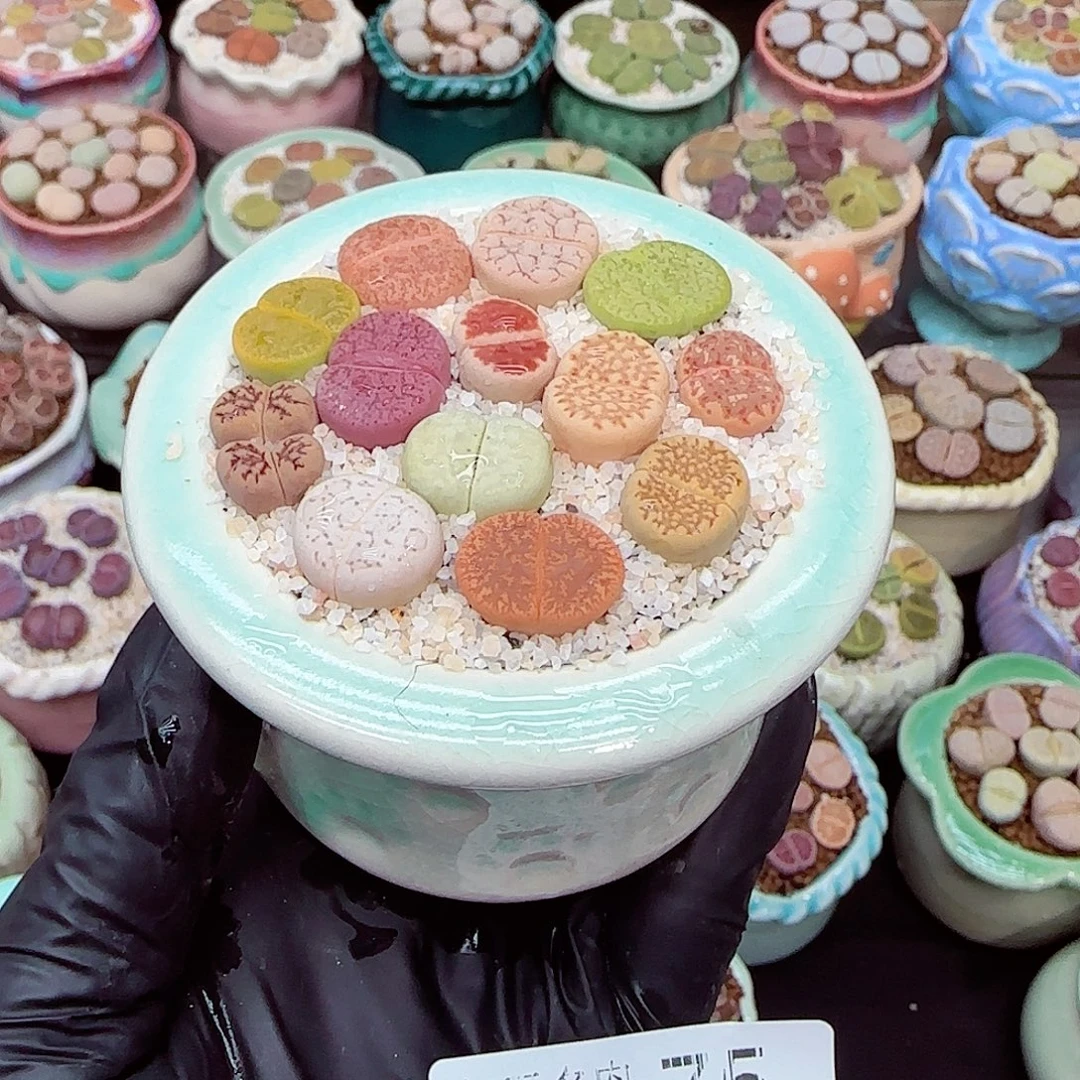 生石花满18包邮0105-75