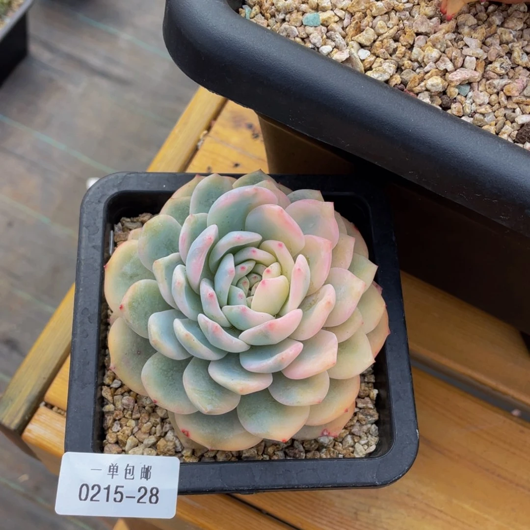 未*021528-梦露锦。。。。。