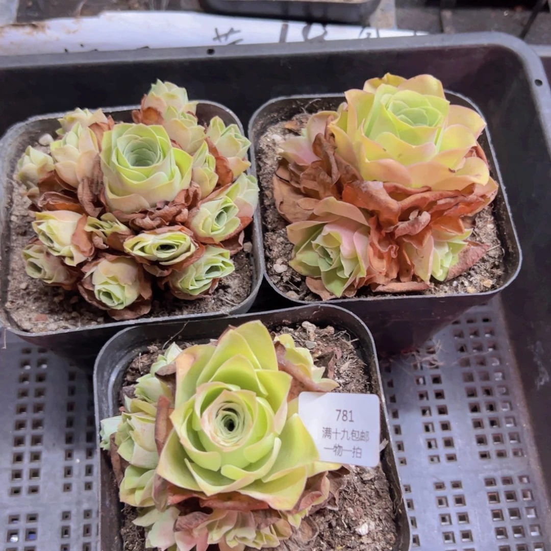 781 侧牙掉了不包损无售后