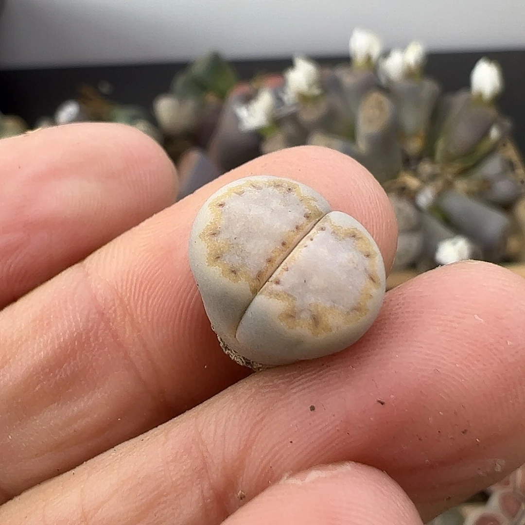 3057 生石花清了1.2厘米