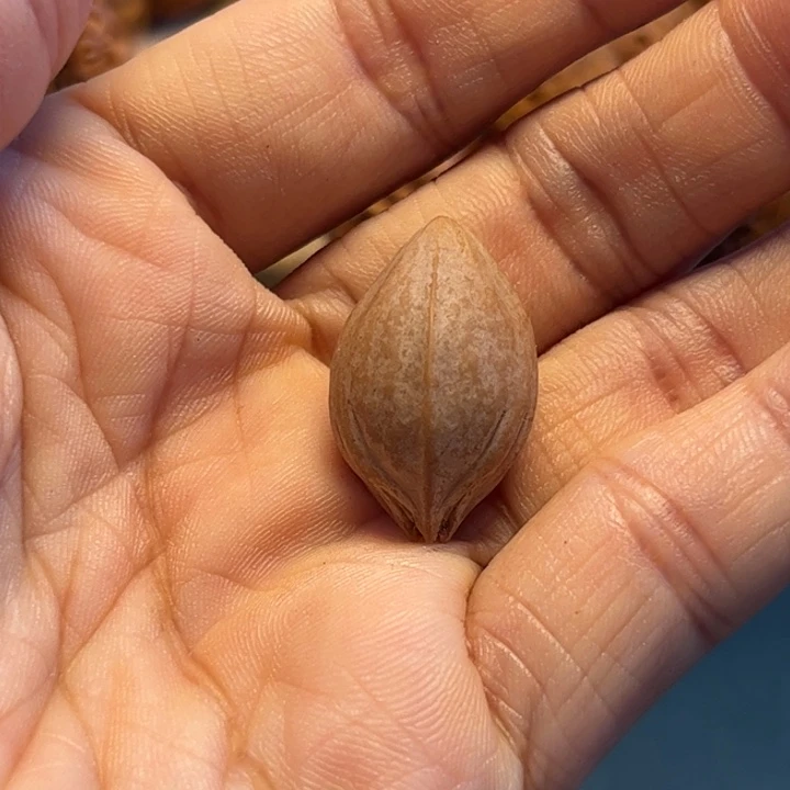 燁***O把件橄榄核橄榄核单子