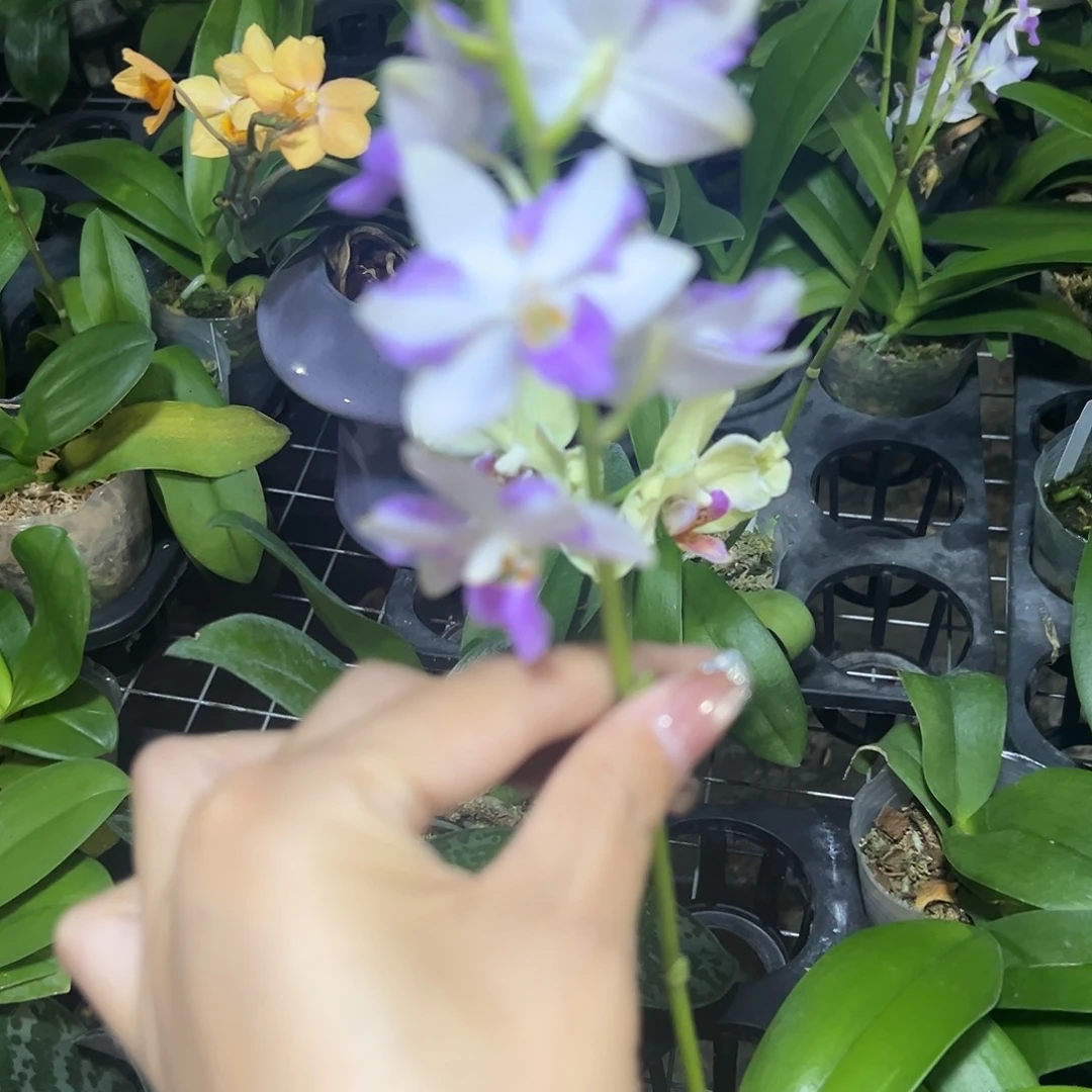 当前无花栽培后可以开花红猫2.8剪梗苗