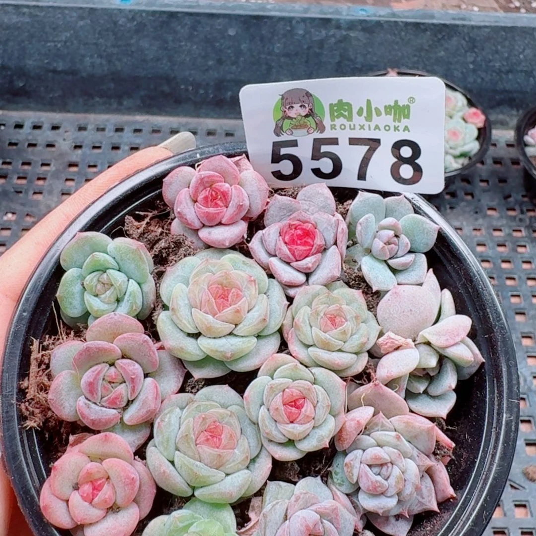 多肉植物多肉植物