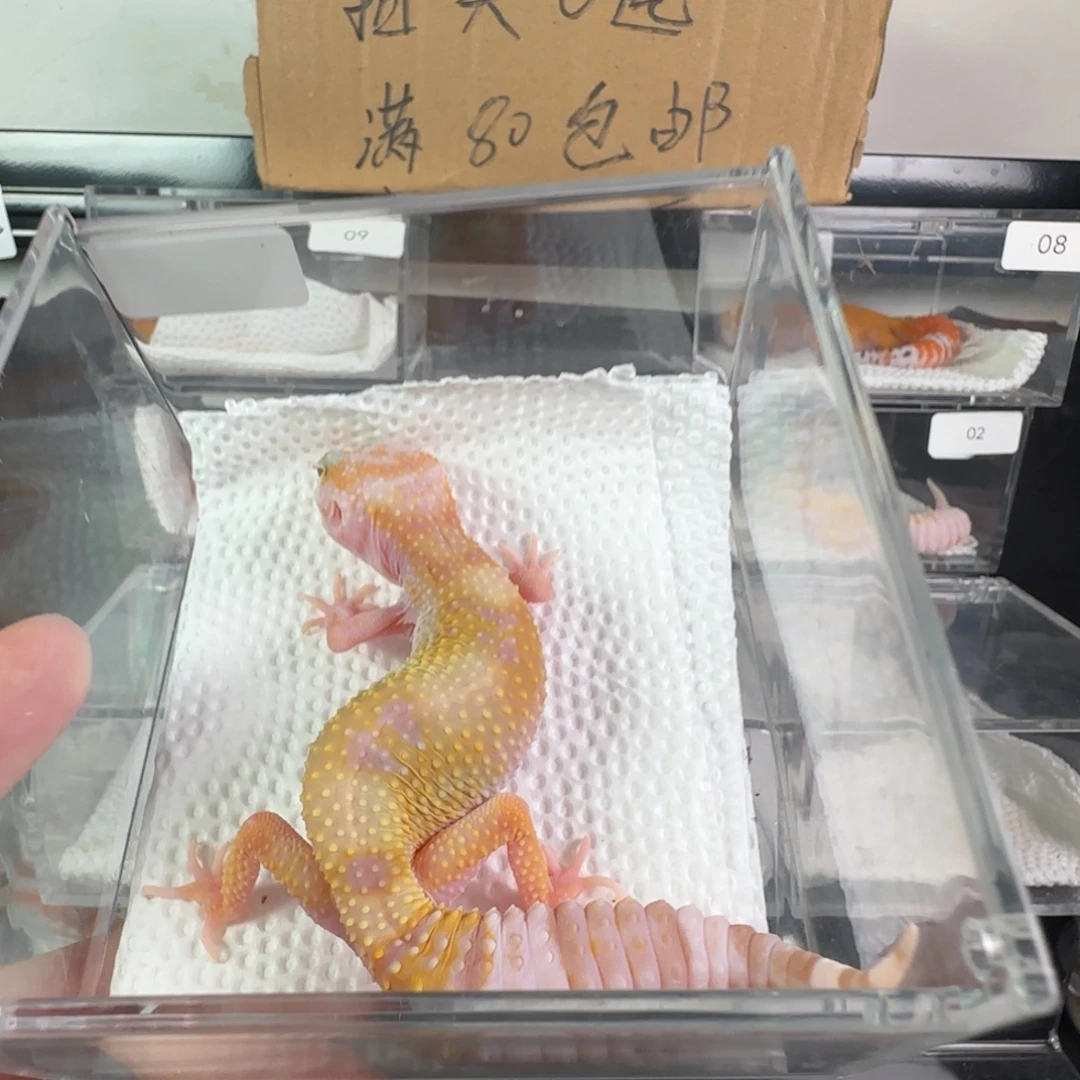 豹纹守宫白黄川普妹妹
