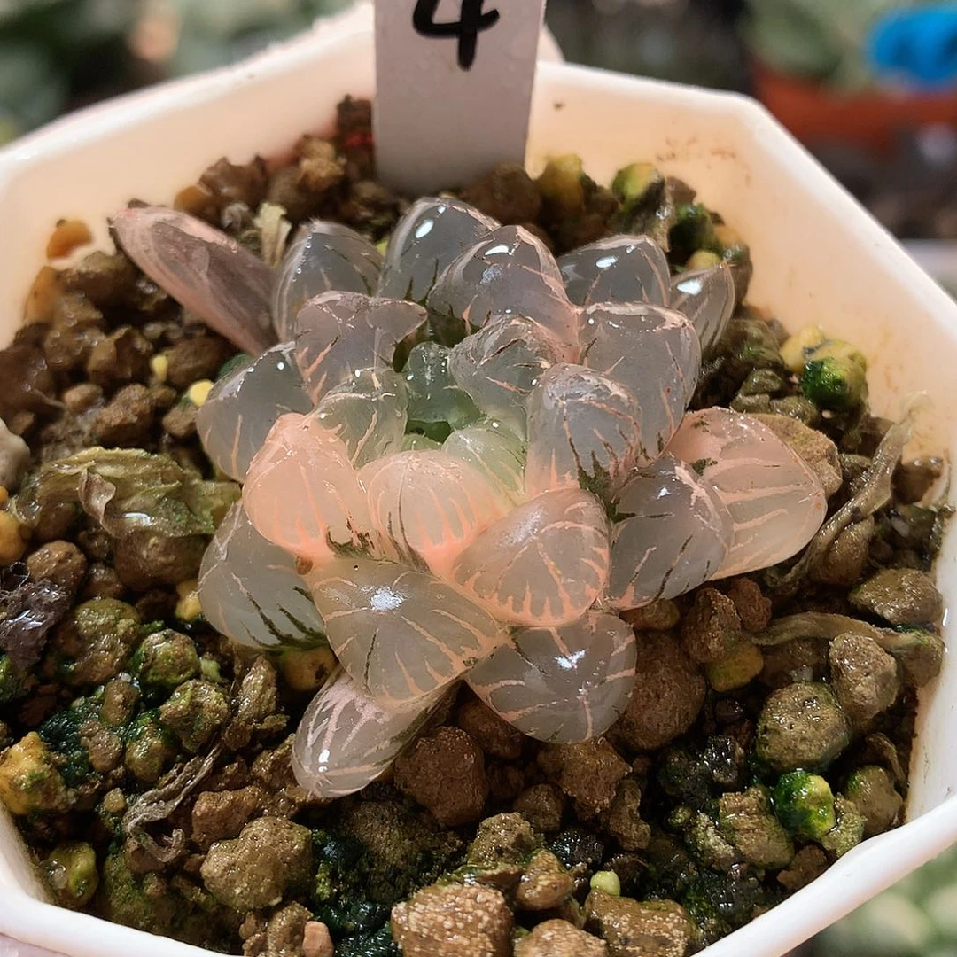 4号冰灯玉露锦带盆土