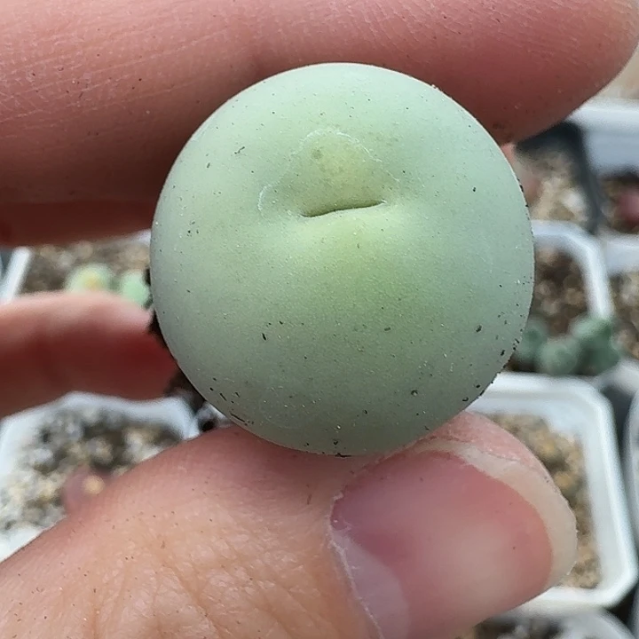 老马生石花2.1鸽子蛋1470