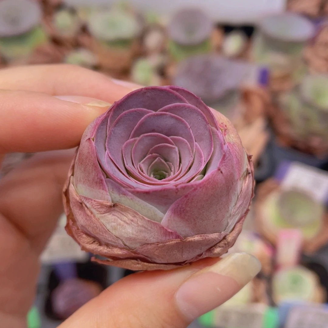 山地玫瑰浣纱J46