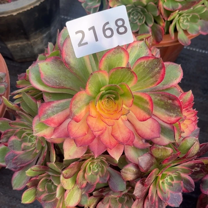 新品黑魔锦特价多肉