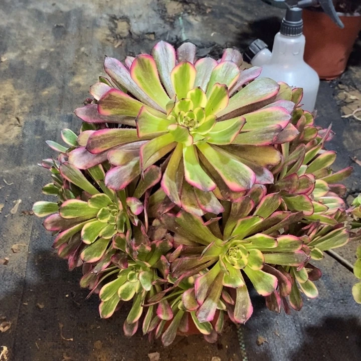 红金刚多肉植物66