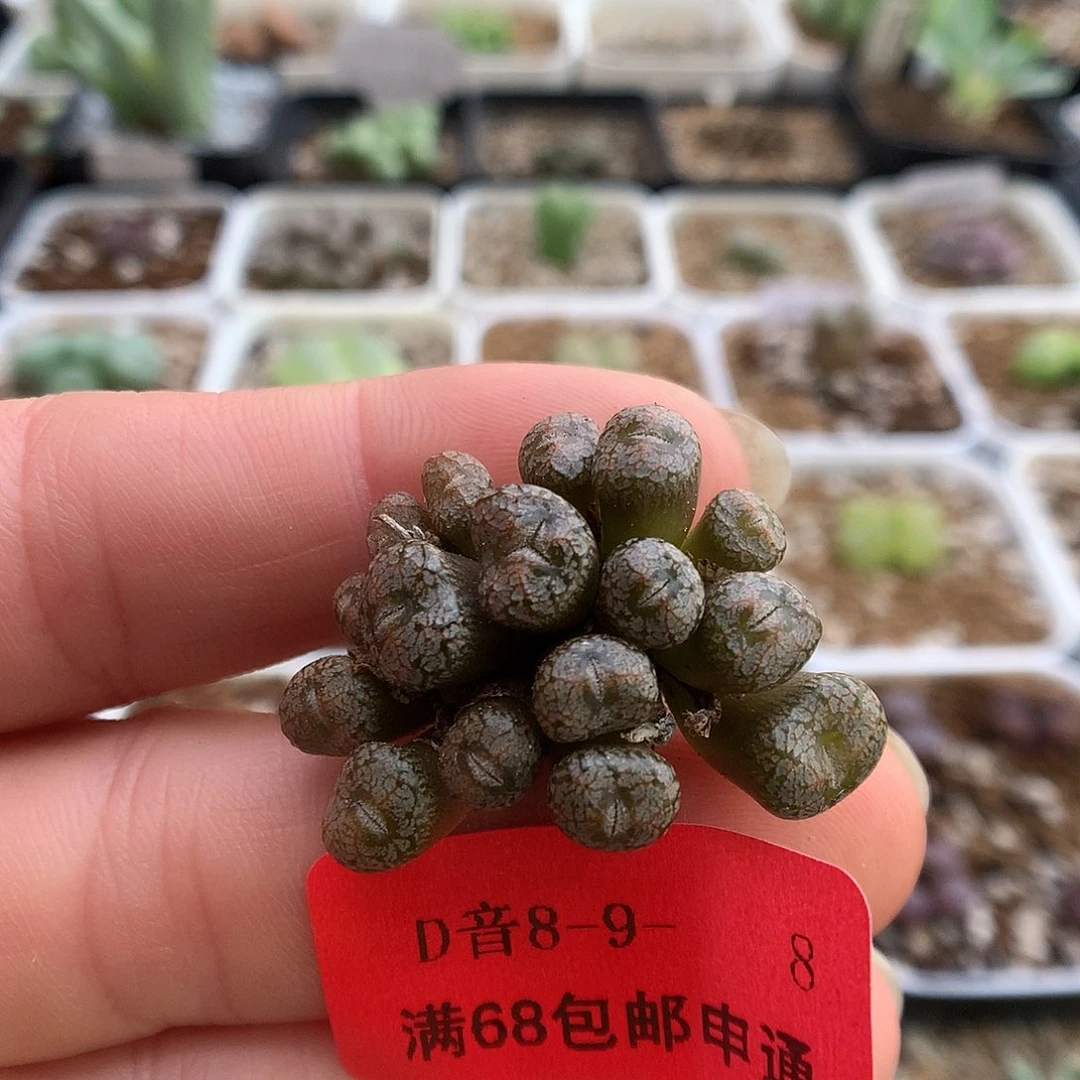 8-9-8 康菩提一群