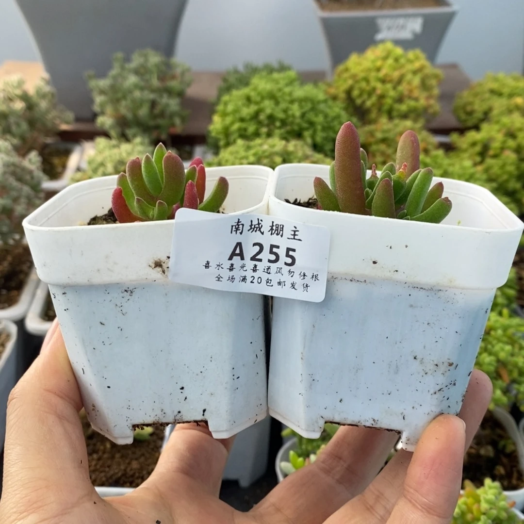 255短耳朵枝干兔子