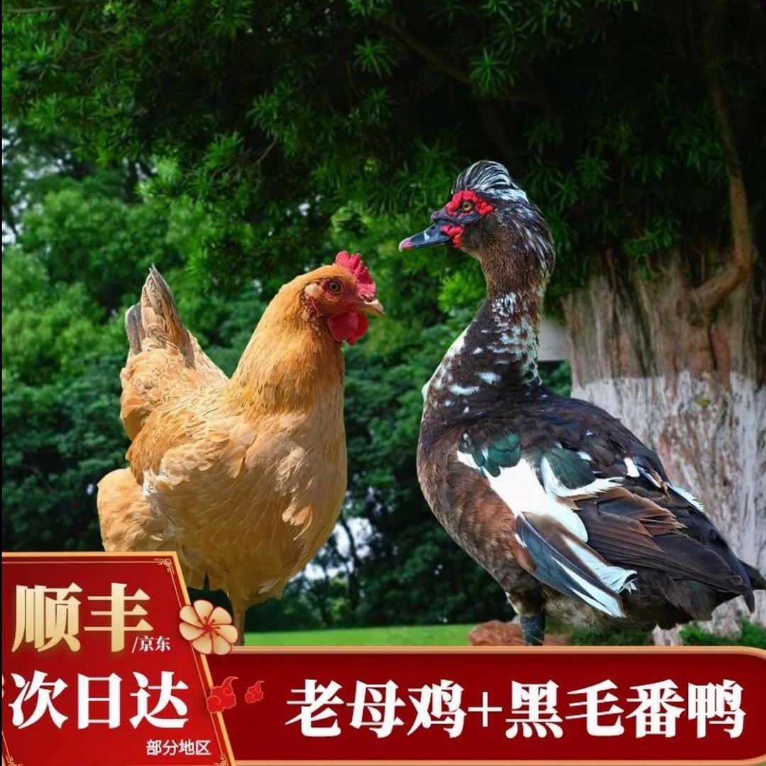 【顺丰包邮】3只2年黄油老母鸡➕赠1只番鸭4只总重10斤