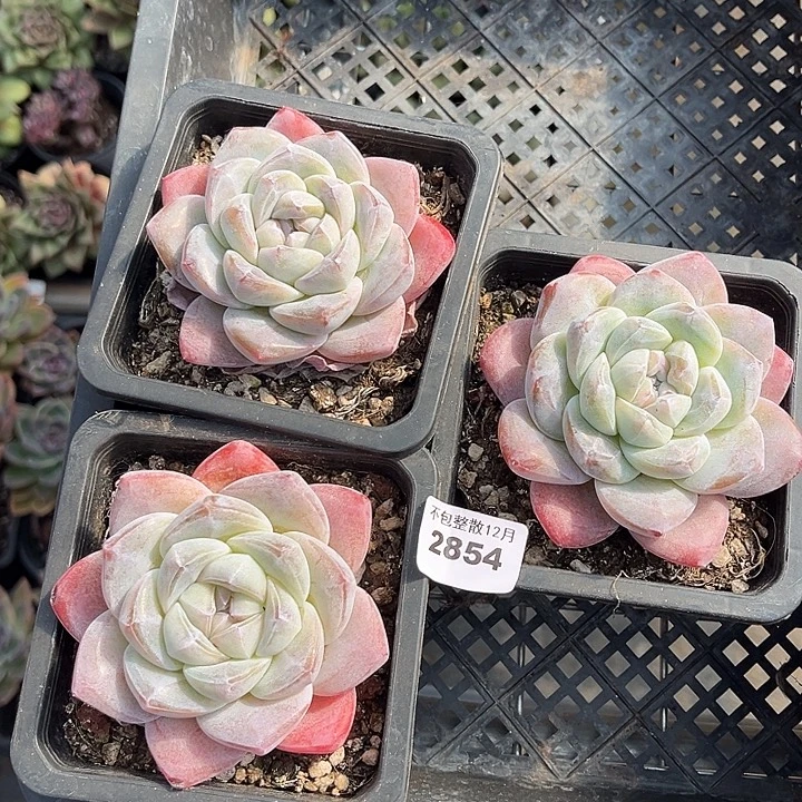 小***花阿雅园艺。      2854三颗