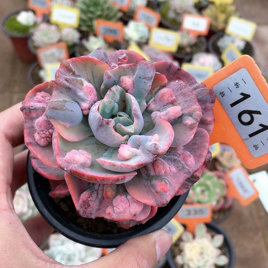 【闪购商品】161号