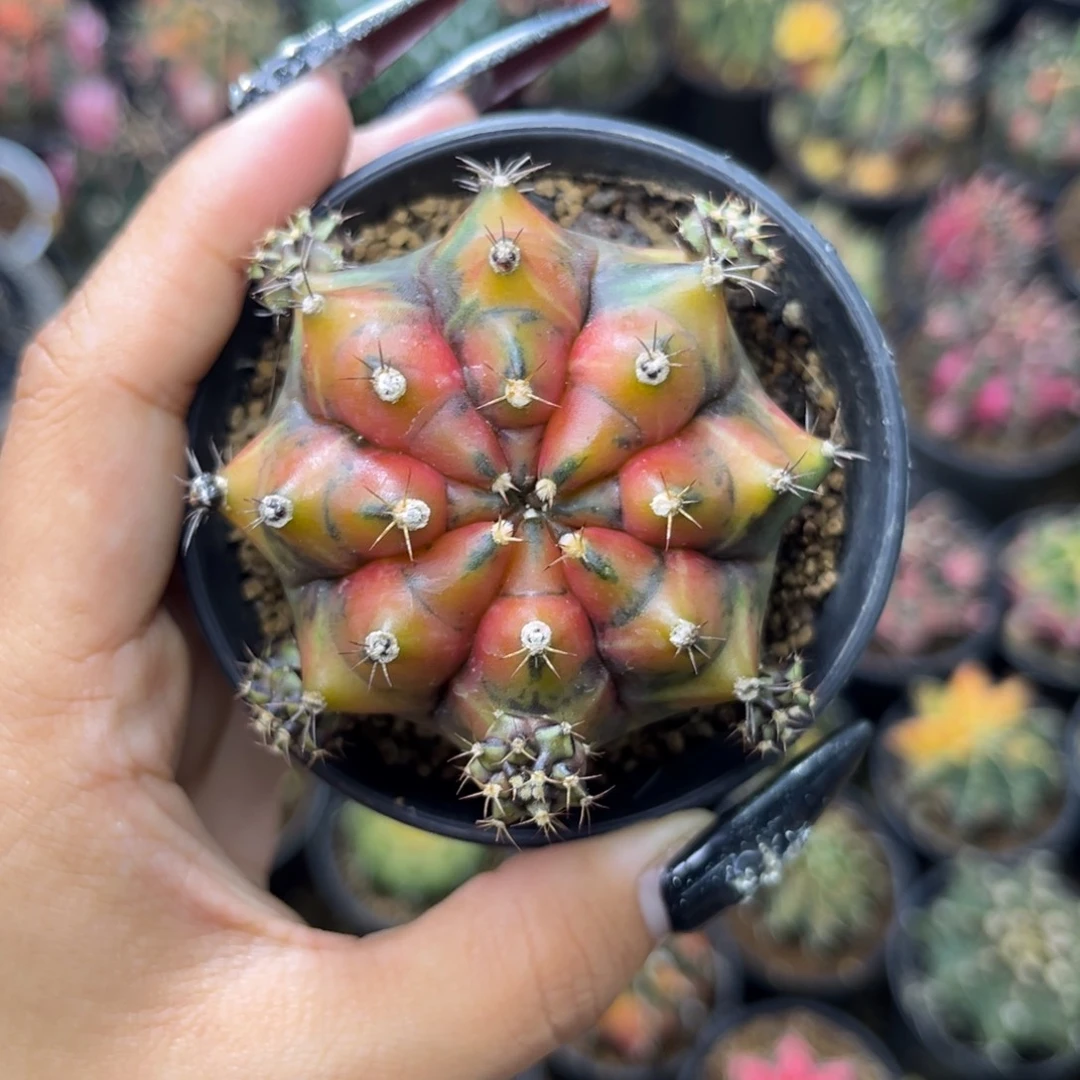 乌贼B 侧牙 带盆土发货