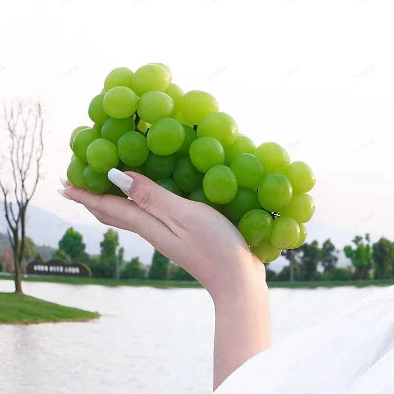 宁陵阳驿无籽阳光玫瑰葡萄顺丰包邮