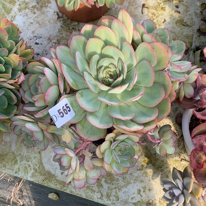 一****565牡丹亭多肉植物多肉