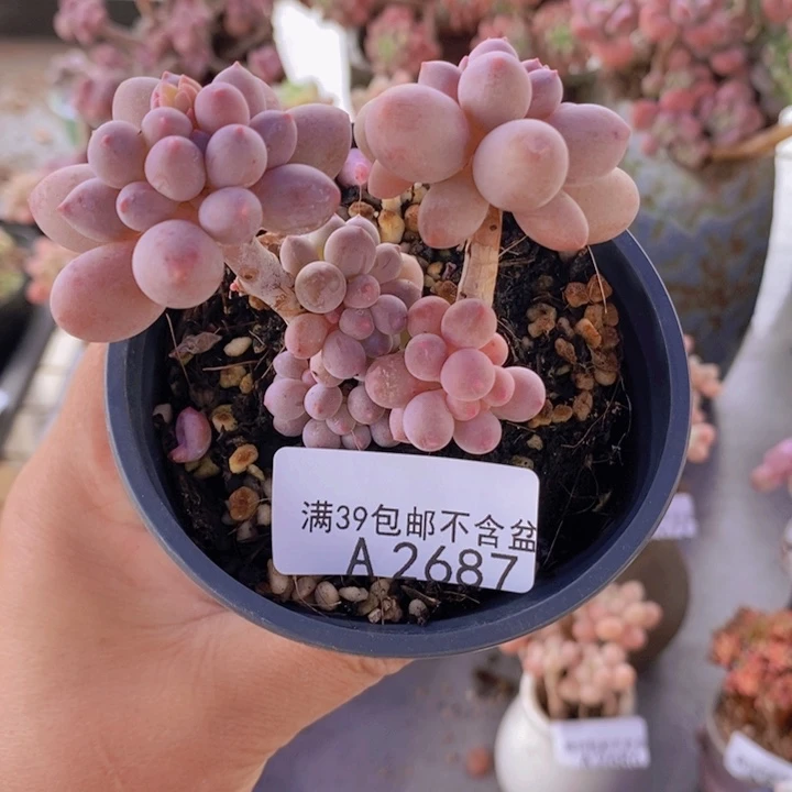 手指奶5cm2687多肉植物