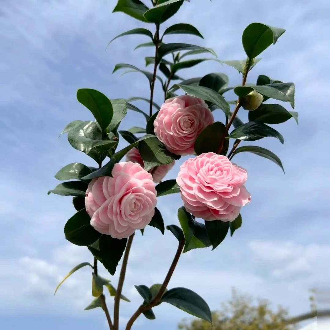 品种山茶花桩头基地直销一物一拍